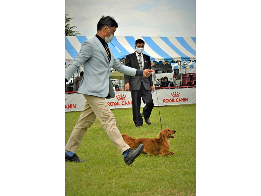 ミニチュアダックスフンド まもる ドッグショーMiniature-Dachshund7002 ミニチュアダックスフンド まもる ドッグショー