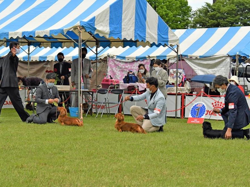 ミニチュアダックスフンド まもる ドッグショーMiniature-Dachshund7003 ミニチュアダックスフンド まもる ドッグショー