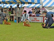 Miniature-Dachshund7004