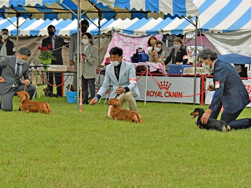 ミニチュアダックスフンド まもる ドッグショーMiniature-Dachshund7004 ミニチュアダックスフンド まもる ドッグショー