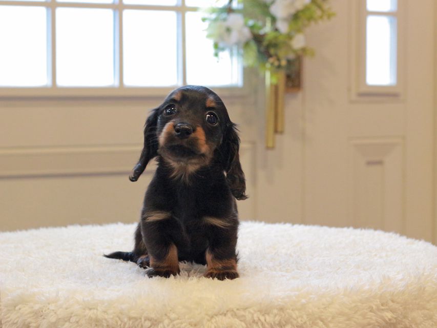 ミニチュアダックスフンド ローリー & ジェットの子犬 ブラタン 女の子（2）