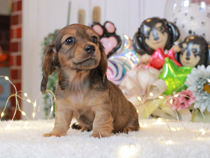 ミニチュアダックスフンド ルーシー & ジムダンデイの子犬 レッド 女の子(3)Miniature-Dachshund71 ミニチュアダックスフンド ルーシー & ジムダンデイの子犬 レッド 女の子(3)