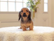 Miniature-Dachshund714