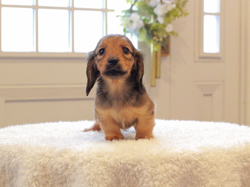 ミニチュアダックスフンド ローリー & ジェットの子犬 レッド 女の子