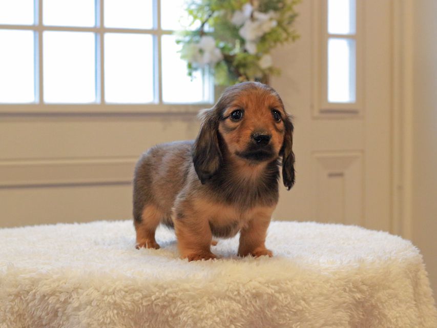 ミニチュアダックスフンド ローリー & ジェットの子犬 レッド 女の子