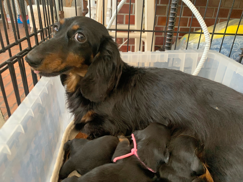 スィーティ&パンチの子犬 1月4日出産 ミニチュアダックスフンド