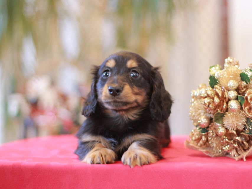 ミニチュアダックス ダックスフンド ララ & ボノの子犬 ブラタン 男の子