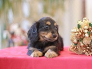 Miniature-Dachshund801