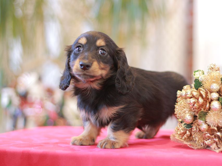 ミニチュアダックス ダックスフンド ララ & ボノの子犬 ブラタン 男の子