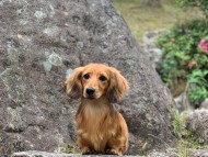 Miniature-Dachshund