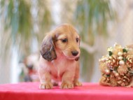 Miniature-Dachshund832