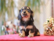 Miniature-Dachshund854