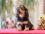 Miniature-Dachshund855