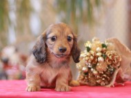 Miniature-Dachshund861