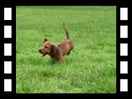 ポー&アースの子犬 レッド 男の子（2）