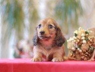 Miniature-Dachshund881