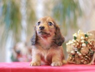 Miniature-Dachshund885