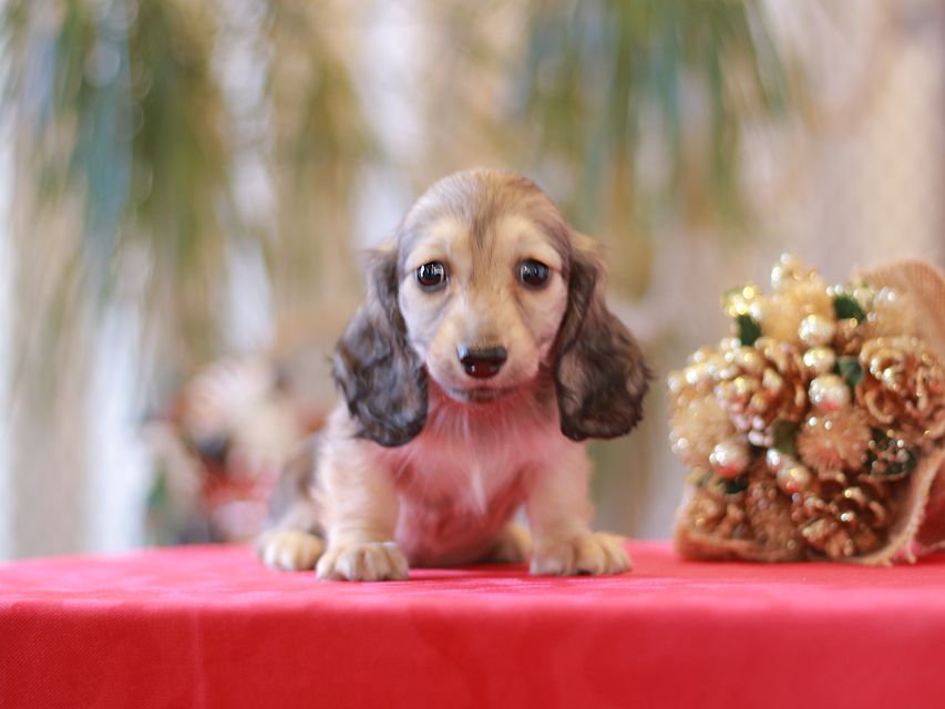 ミニチュアダックス ダックスフンド ララ & ボノの子犬 シェーデットイエロー（シェーデットクリーム）女の子