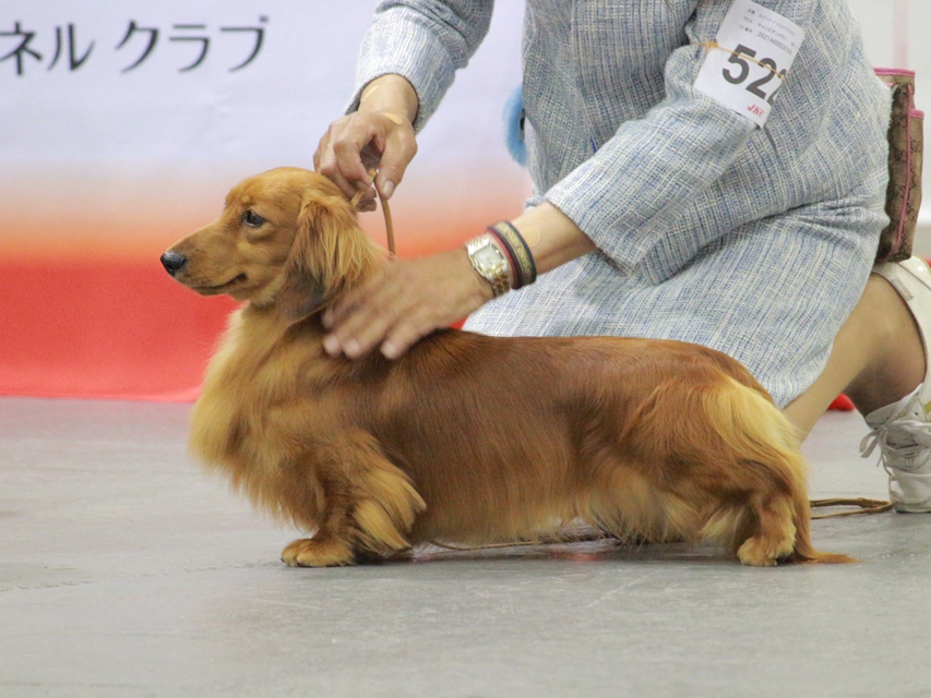ミニチュアダックスフンド まも〜る ジャパンインター