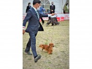 Miniature-Dachshund89