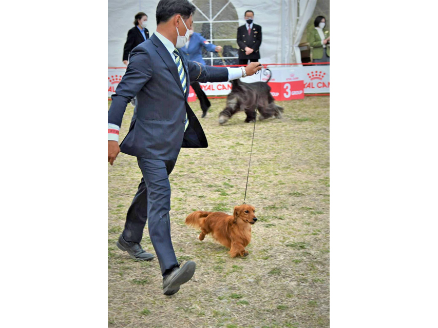 ミニチュアダックスフンド まもる ドッグショー