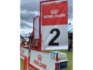 Miniature-Dachshund896