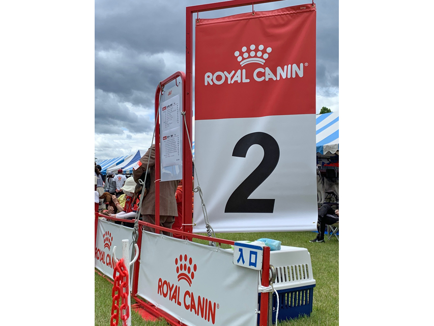 ミニチュアダックスフンド まもる ドッグショー