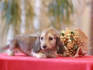 Miniature-Dachshund896