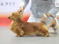 Miniature-Dachshund90
