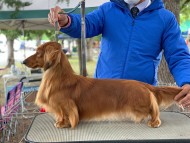 Miniature-Dachshund908