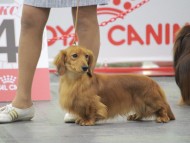 Miniature-Dachshund91 Miniature-Dachshund91