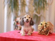 Miniature-Dachshund912
