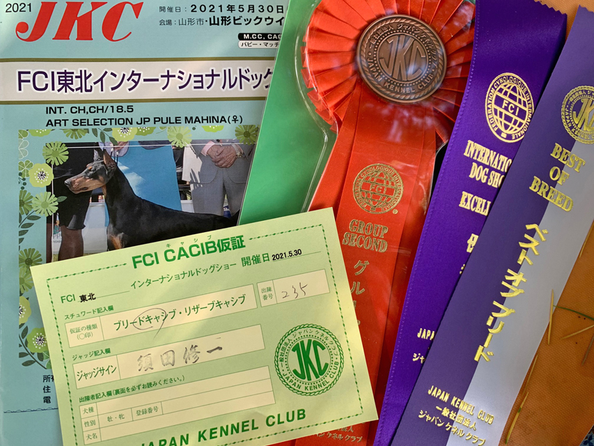 ミニチュアダックスフンド まもる ドッグショー