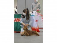 Miniature-Dachshund92 Miniature-Dachshund92