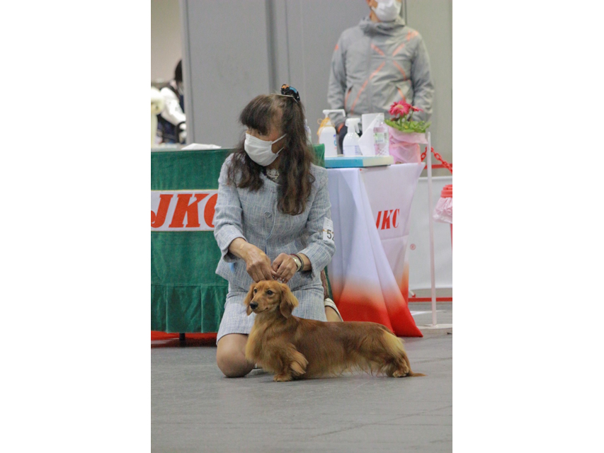 ミニチュアダックスフンド まも〜る ジャパンインター