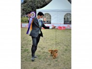 Miniature-Dachshund95