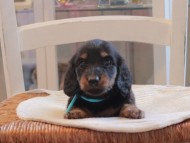 Miniature-Dachshund_1426