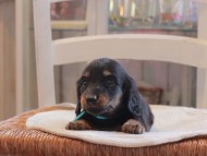 Miniature-Dachshund_1428