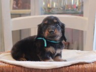 Miniature-Dachshund_1432