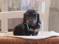 Miniature-Dachshund_1436