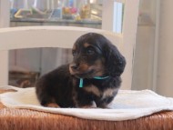 Miniature-Dachshund_1441