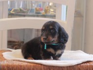 Miniature-Dachshund_1442