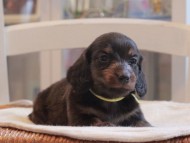 Miniature-Dachshund_1449