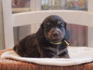 Miniature-Dachshund_1451