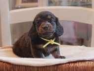 Miniature-Dachshund_1459