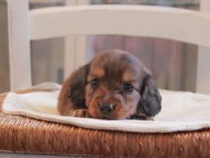 Miniature-Dachshund_1470