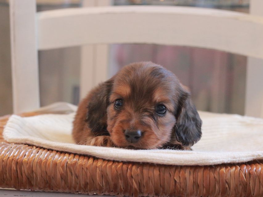 ミニチュア ダックスフンド メイプル&ピーターの子犬 レッド 男の子