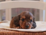 Miniature-Dachshund_1473