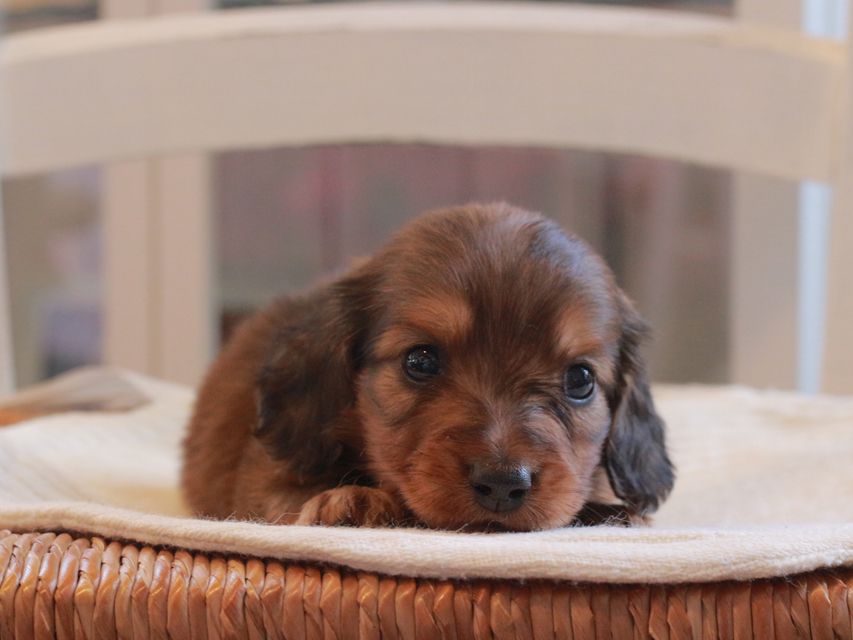 ミニチュア ダックスフンド メイプル&ピーターの子犬 レッド 男の子