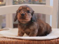 Miniature-Dachshund_1483
